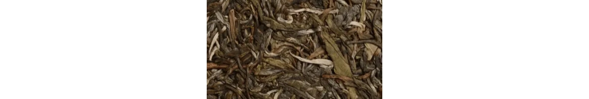 Shen puer